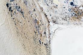 Why You Should Choose Our Mold Remediation Services in Pleak, TX